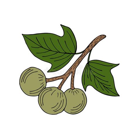 Kukui Nut Tree Stock Illustrations – 47 Kukui Nut Tree Stock ...