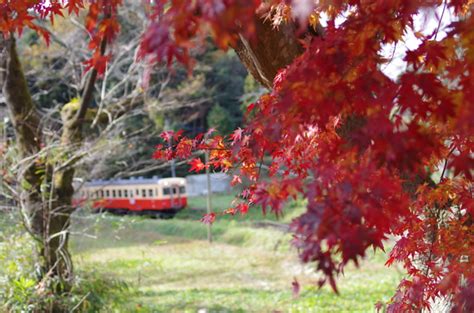 晩秋 小湊鉄道 By ペコおやじ （id：2242726） 写真共有サイトphotohito