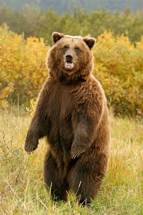 Brown Bear Standing Tall. | Weather is very rainy with high … | Flickr