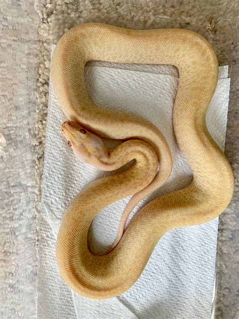 Pearl Granite Burmese Python By Barbee Doll House Of Burms Morphmarket