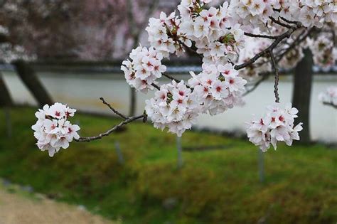 Cherry Blossom Reports 2023 Kyoto Full Bloom