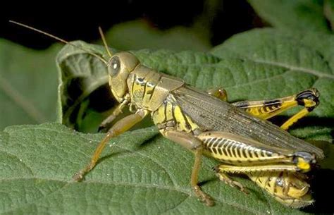 Orthoptera - Alchetron, The Free Social Encyclopedia