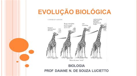 O Que É Evolução Biologia - Exemplos De Evolucao Paralela