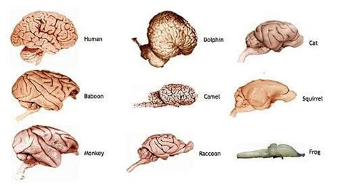 Neurocientista Explica As Diferenças Entre O Cérebro Humano E O Animal