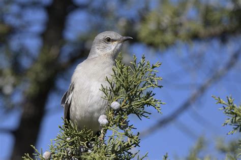 Northern Mockingbird By Jackie B Elmore Jeffer Flickr