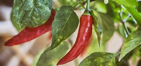 Growing Chilli: Plant Care Guide | Bunnings Warehouse | Hot peppers plants, Chilli plant care ...