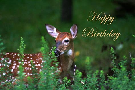 Happy Birthday Images With Deer💐 — Free Happy Bday Pictures And Photos