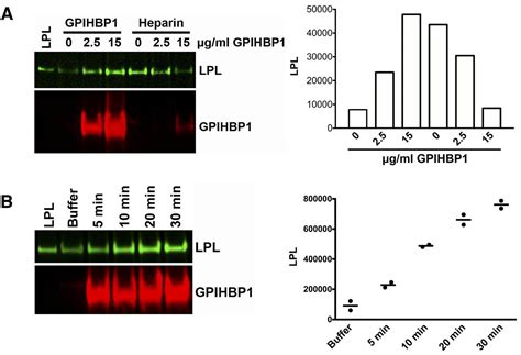 Mobility Of HSPG Bound LPL Explains How LPL Is Able To Reach GPIHBP1