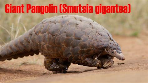 Angry giant pangolin - housesstart