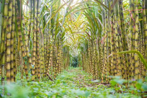 Symptoms Of Sugarcane Mosaic Virus You Should Look Out For In Sugarcane - Farmers Magazine