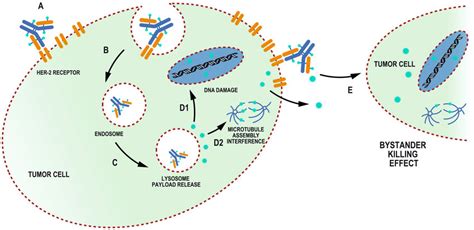 General mechanism of action of an antibody drug conjugate (ADC). A: The ...