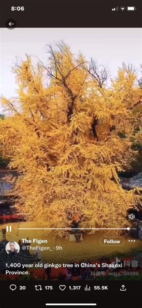 James Sexton On Twitter A 1400 Year Old Ginkgo Tree In China We Can