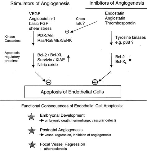 Endothelial Cell Apoptosis In Angiogenesis And Vessel Regression