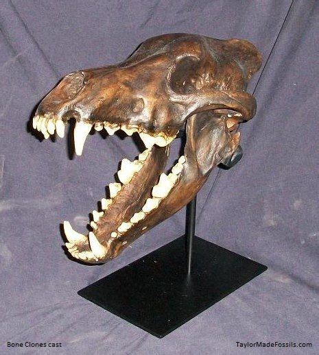 Dire Wolf Fossil Bones Dog Skull Animal Skeletons