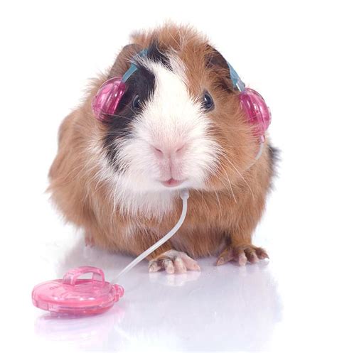 Do Guinea Pigs Like Music?