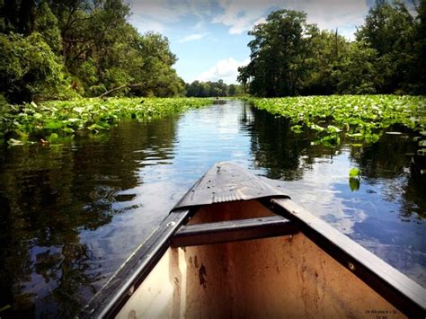 Canoeing Wekiva Island - An Adventurer's Life for Me