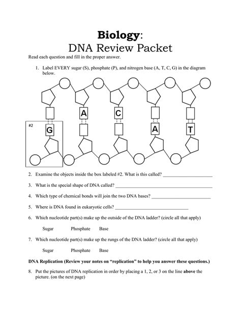 Protein Synthesis Diagram Quizlet