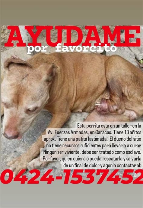 Sos Fauna M Rida On Twitter Esta Perrita Necesita Ayuda En La Av