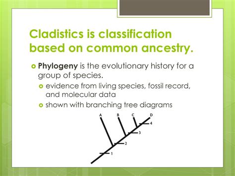 172 Classification Based On Evolutionary Relationships Ppt Download