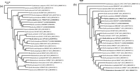 Phylogenomic Trees Generated With UBCG A And Phylophlan B Showing