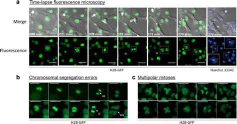 Polyploid Cells Occasionally Experience Error Prone Mitoses H2B GFP