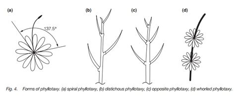 Vegetative Anatomy Of Herbaceous Stems And Primary Growth