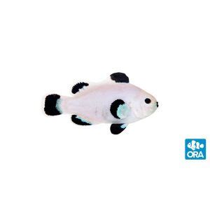 Oceans Garden Aquaculture Ora Snow Storm Clownfish Captive Bred