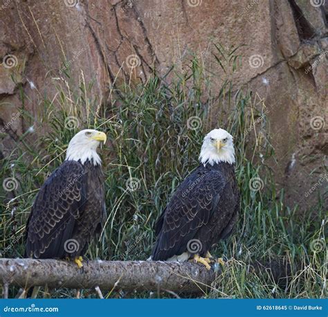 Bald Eagle Haliaeetus Leucocephalus Pair Roosting Stock Image Image