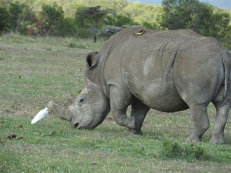 Rhinoceros Teeth | SIMILAR BUT DIFFERENT IN THE ANIMAL KINGDOM