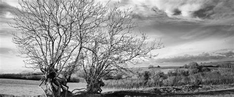 Two Trees Holbeton Parish Council