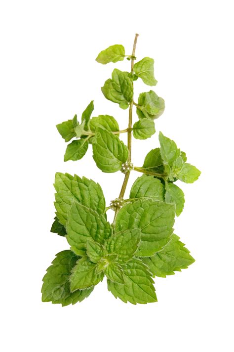 Sprig Of Mint Aroma Nature Food Healthy Png Transparent Image And