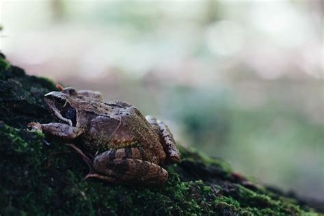 gdzie  jak zimuja zaby