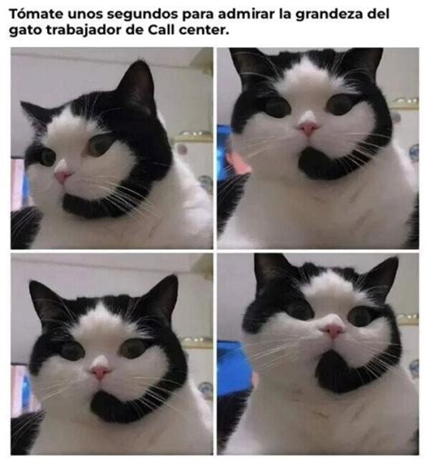 El Gato Trabajador De Call Center Pintzap