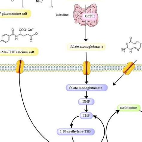 Simplified Overview Of The Folate Homocysteine Metabolism Pathway