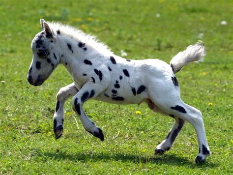 15 De Las Razas De Caballos Más Hermosos Que Han Existido