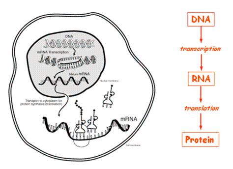 Central Dogma Diagram