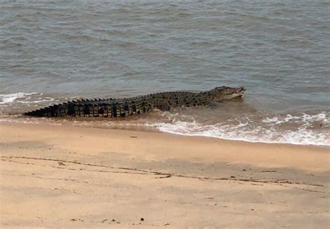 Buaya Sesat Berjemur Di Pantai Kampung Pantai Besut Utusan Malaysia