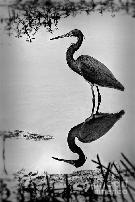 Black Heron Dark Vignette Photograph By Linda Carol Case Fine Art