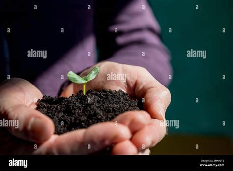 Las Manos Masculinas Que Sostienen El Suelo Y La Planta Las Pl Ntulas