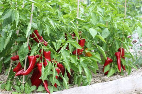 Creative Vegetable Gardener Essential Guide To Growing Sweet Peppers