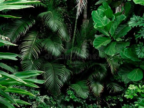 Tropical Rainforest Landscape Background Tropical Jungle Palms Trees