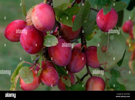 Victoria plum tree hi-res stock photography and images - Alamy