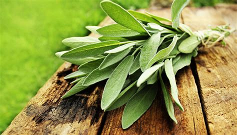 The Flavor and Benefits of Sage | Sir Jason Winters