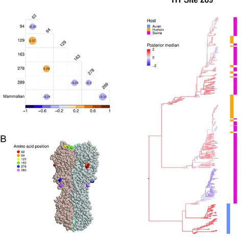 A Across Trait Partial Correlation Among N Glycosylation Sites And