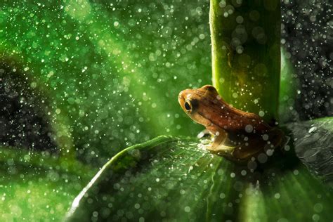 Nature Animals Frog Leaves Macro Rain Water Drops Plants