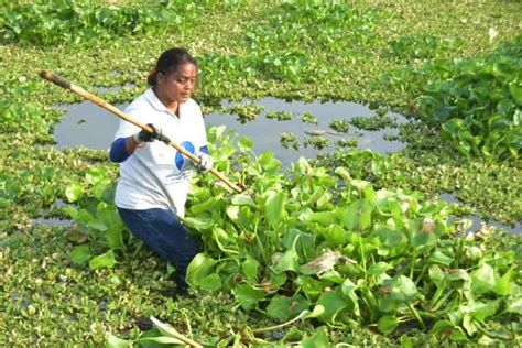 Sarees Made Of Water Hyacinth Yarn Set To Win Hearts Getbengal Story