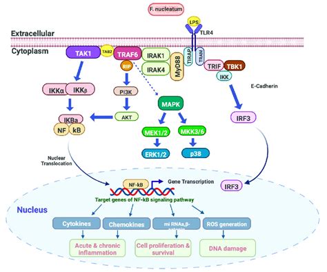 Targeting Nf κb Signaling Pathway By F Nucleatum Lps Download Scientific Diagram