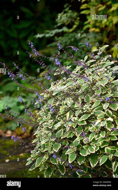 Nepeta Variegated Foliage Hi Res Stock Photography And Images Alamy