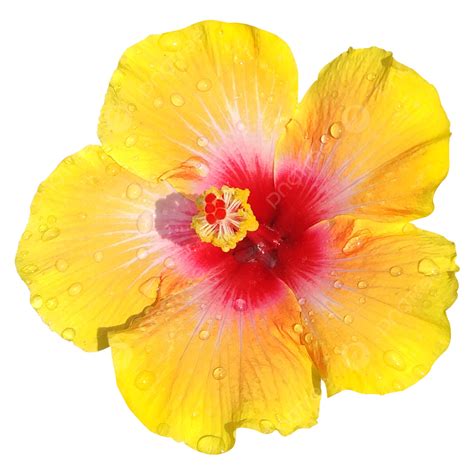 Yellow Hibiscus Flower Clipart