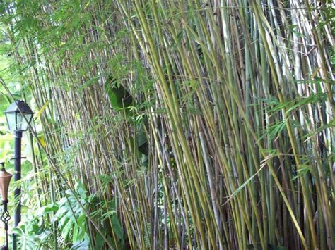 Bambu De Jardim Ideias Tipos Decora O E Como Plantar